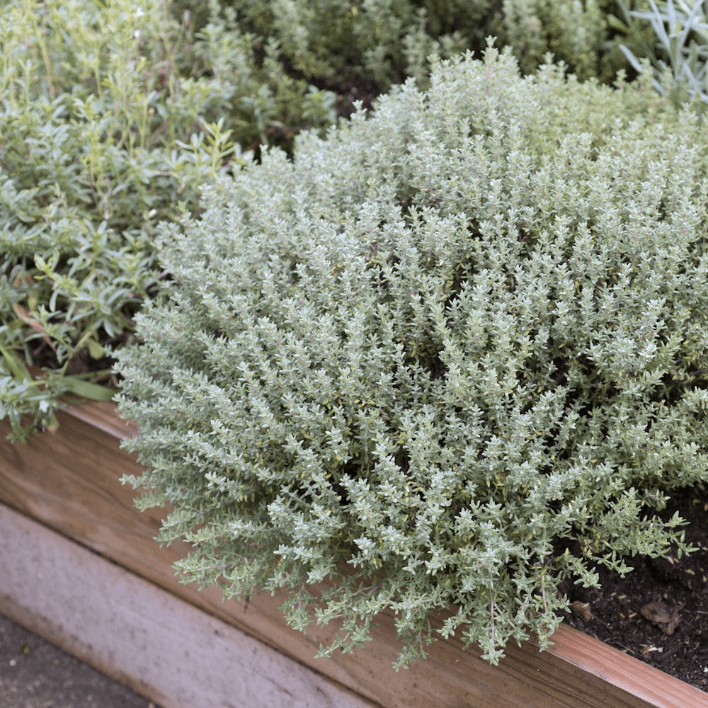 Des images de diff�rentes plantes